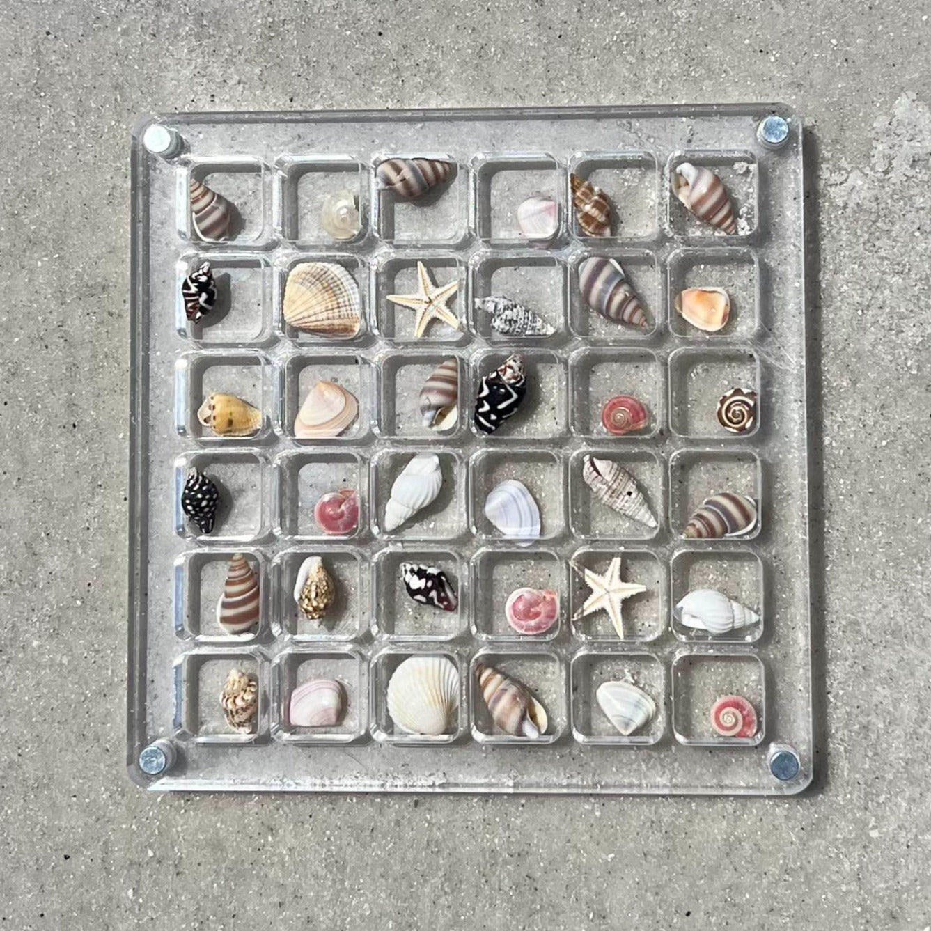 SeaShell Display Case (36 Grid)