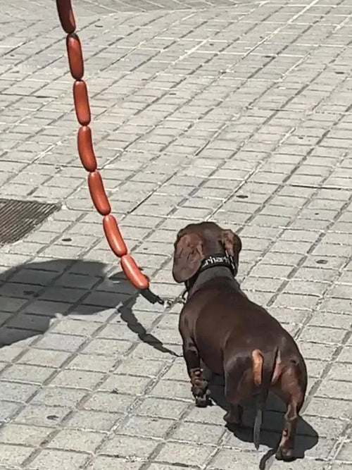 Dog String of Large Sausage Leash